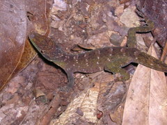 Anolis punctatus
