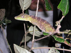 Anolis punctatus
