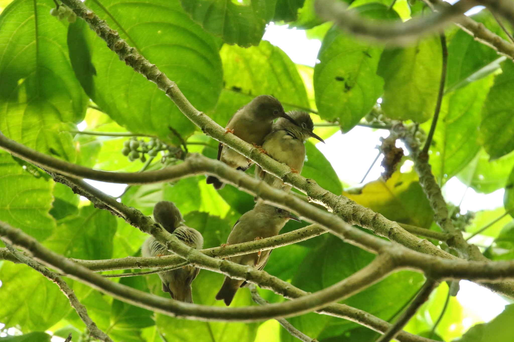 Long-billed White-eye illustration