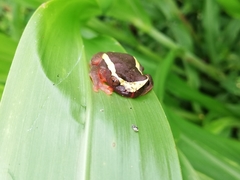 Dendropsophus triangulum