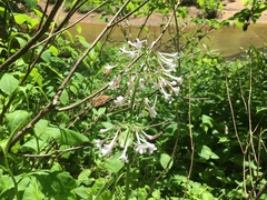 Valeriana pauciflora