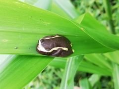 Dendropsophus triangulum