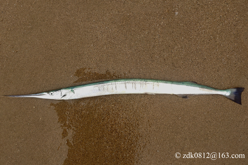 Datsu Needlefish