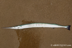 Pacific Needlefish photo 1