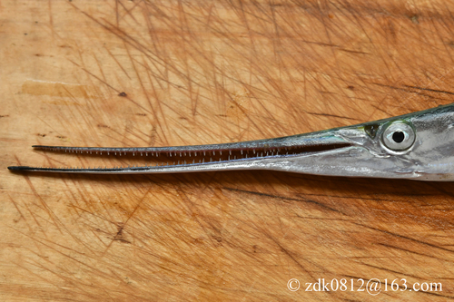 Datsu Needlefish