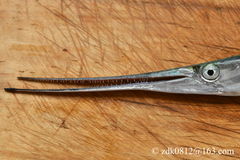Pacific Needlefish photo 2