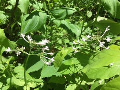 Valeriana pauciflora