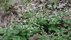 Cardamine concatenata