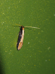 Pyloetis mimosae