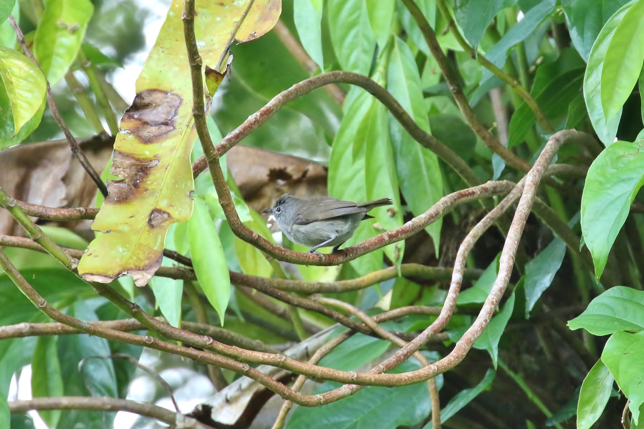Pohnpei White-eye illustration