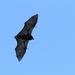 Pohnpei Flying-Fox - Photo (c) Thibaud Aronson, some rights reserved (CC BY-SA), uploaded by Thibaud Aronson