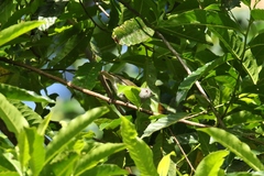 Zosterops ponapensis