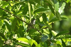 Zosterops ponapensis