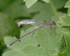 Argentagrion ambiguum