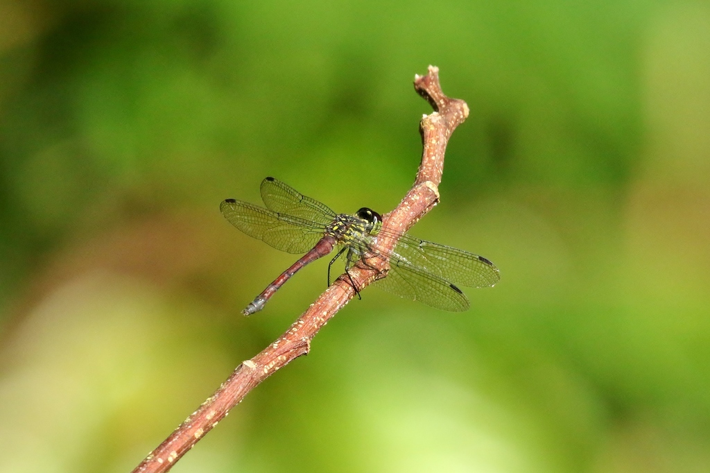 Agrionoptera sanguinolenta