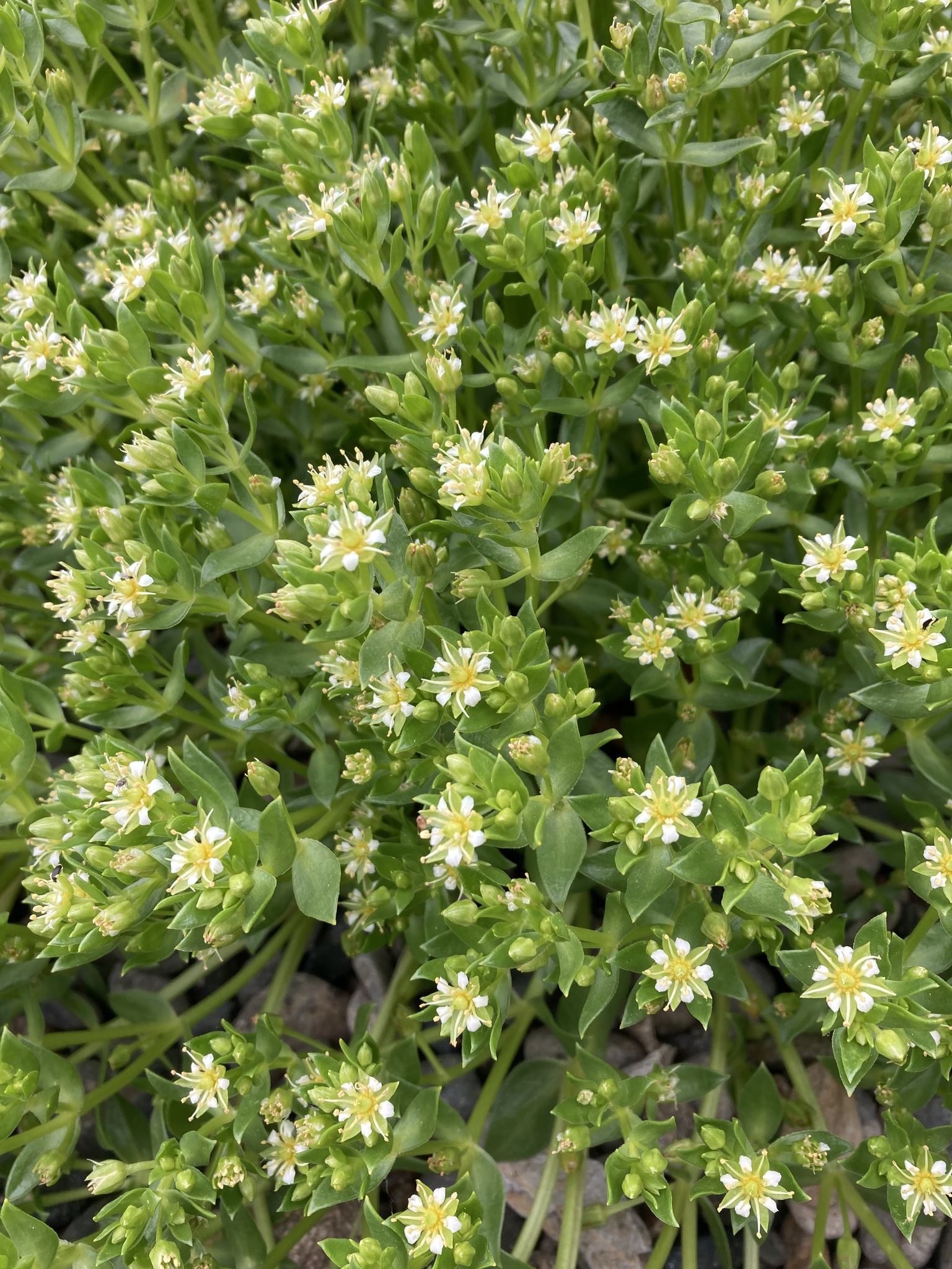 Honckenya peploides