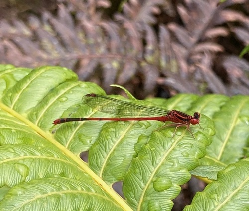 Megalagrion paludicola, 2024-06-20