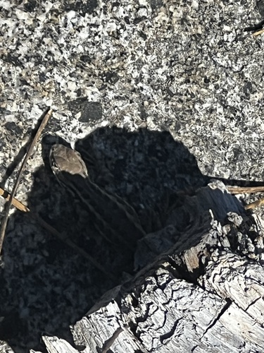 iNaturalist observation photo of Common Sagebrush Lizard