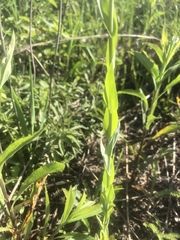 Turritis glabra