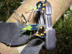 Diactor bilineatus
