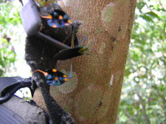 Diactor bilineatus