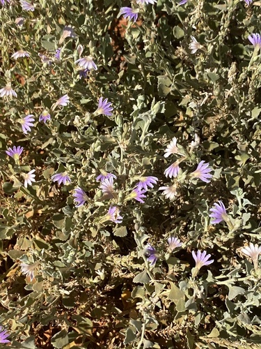 Scaevola ovalifolia