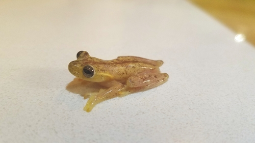 Mashpi Stream Treefrog, Hyloscirtus mashpi