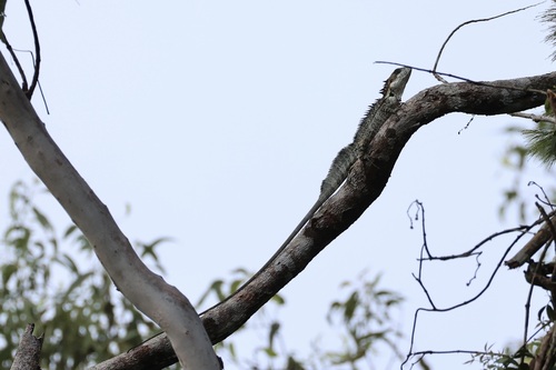 Hypsilurus papuensis observed 2024-06-03