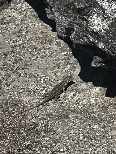 iNaturalist observation photo of Common Sagebrush Lizard