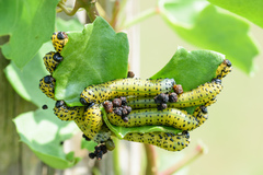 Ceratulus spectabilis