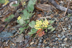 Berberis pumila
