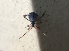 Acanthocephalini