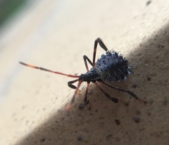 Acanthocephalini