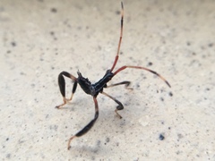 Acanthocephalini