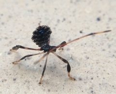 Acanthocephalini