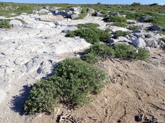 Sesuvium edmonstonei