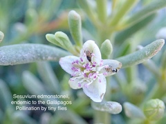 Sesuvium edmonstonei