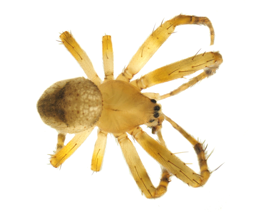 Plebs arleneae