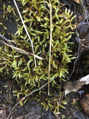Brachythecium rivulare