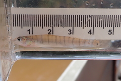 Gulf Logperch photo 4