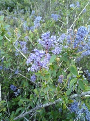 Ceanothus lemmonii