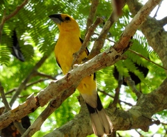 Pheucticus chrysopeplus