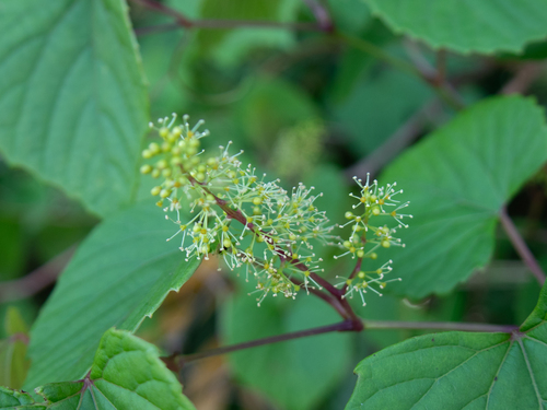 Creeping grape (Vitis flexuosa)