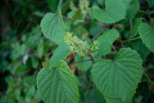 Vitis flexuosa, photograph 1