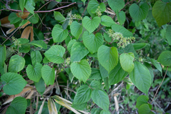 Vitis flexuosa, photograph (c) Timur Kalininsky, some rights reserved (CC BY)