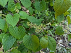 Vitis flexuosa, photograph (c) Timur Kalininsky, some rights reserved (CC BY)