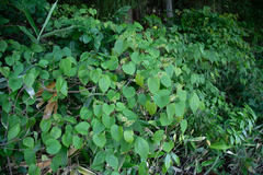 Vitis flexuosa, photograph (c) Timur Kalininsky, some rights reserved (CC BY)