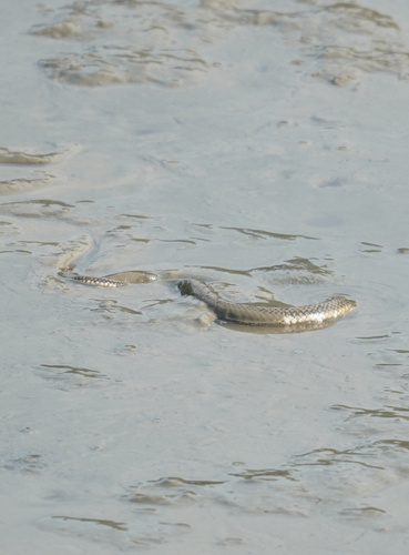 Bennett's Mud Snake