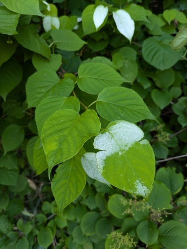 Foto de Kiwi-prateado