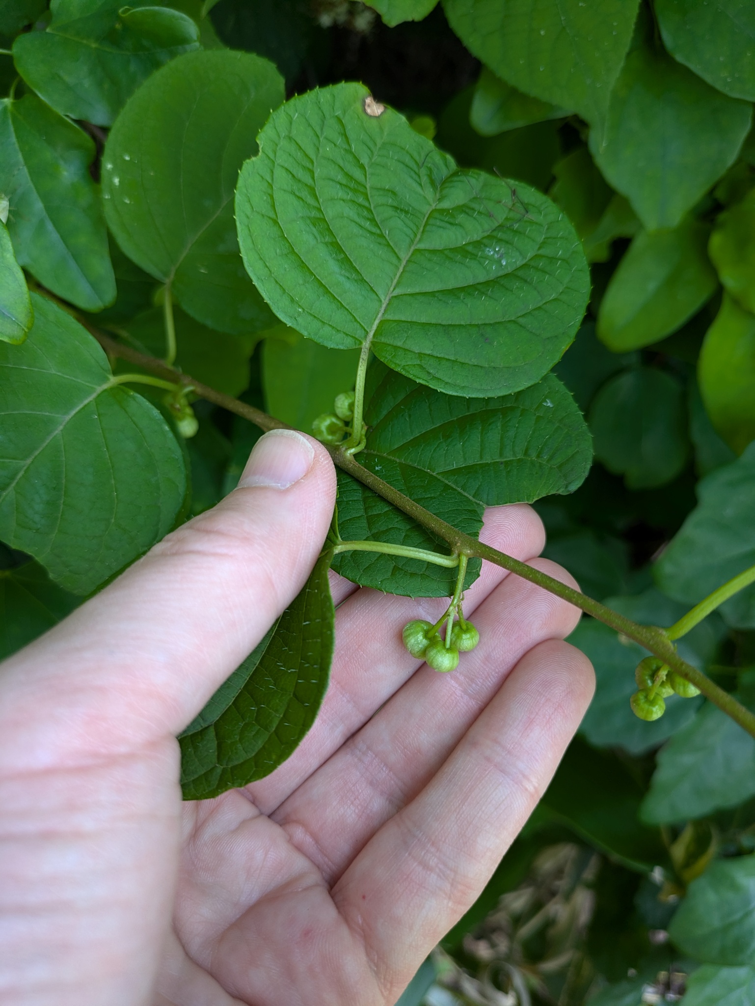 Imagem de Kiwi-prateado